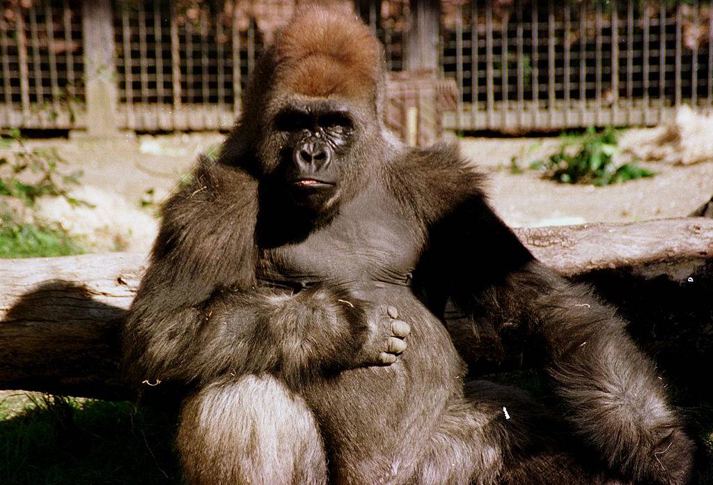 gorilla
