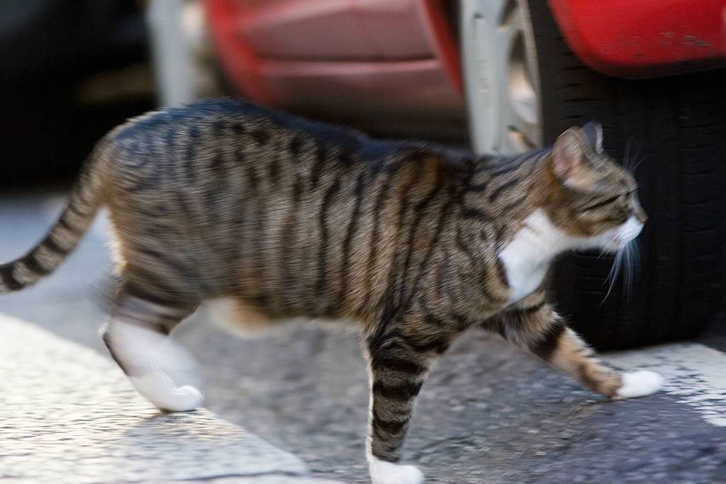 Cat walking