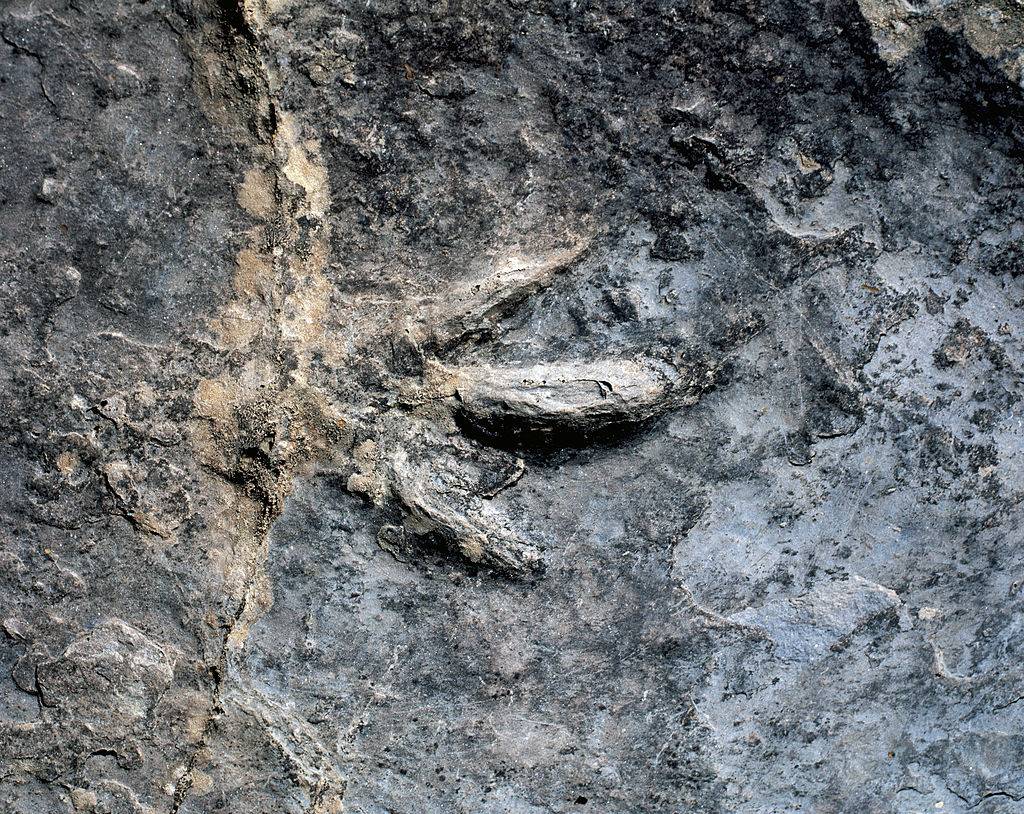 Fossilized footprint