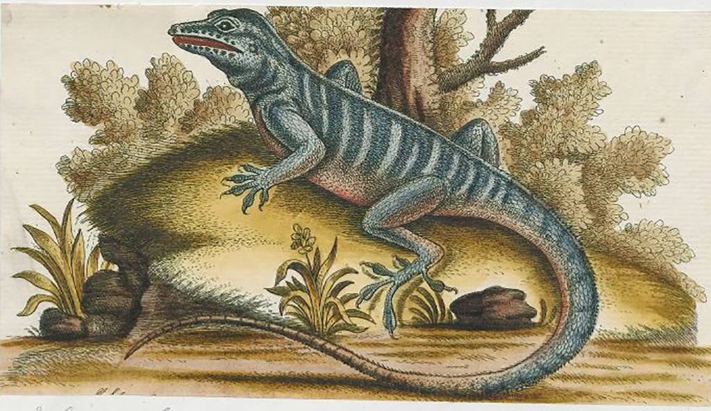 Picture of the animal