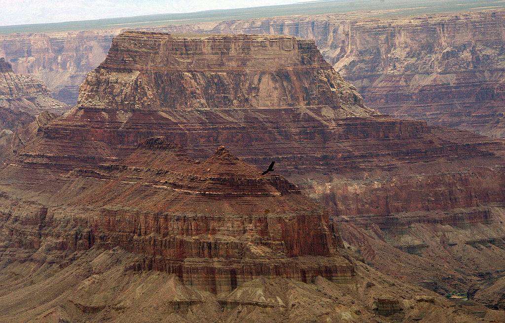Eagle flying over the Grand Canyon