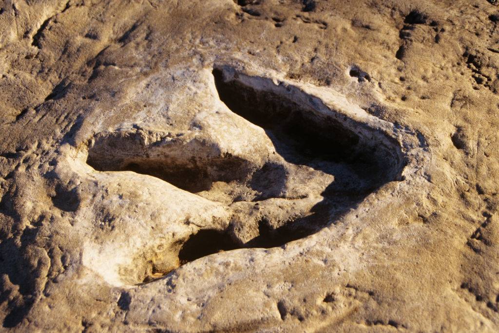 Picture of a fossilized foot