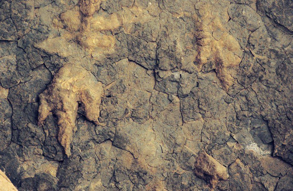 Reptile footprints
