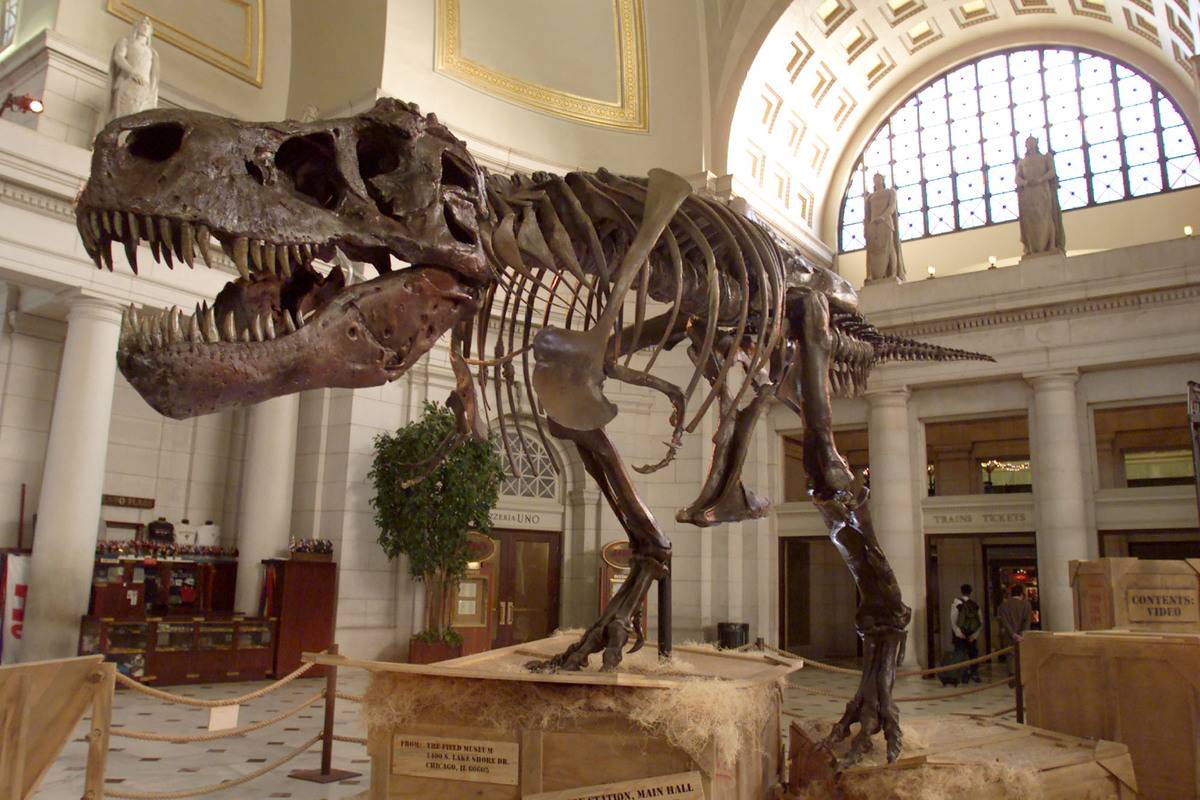 The Tyrannosaurus Rex skeleton
