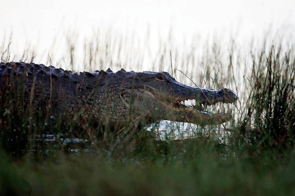 gator