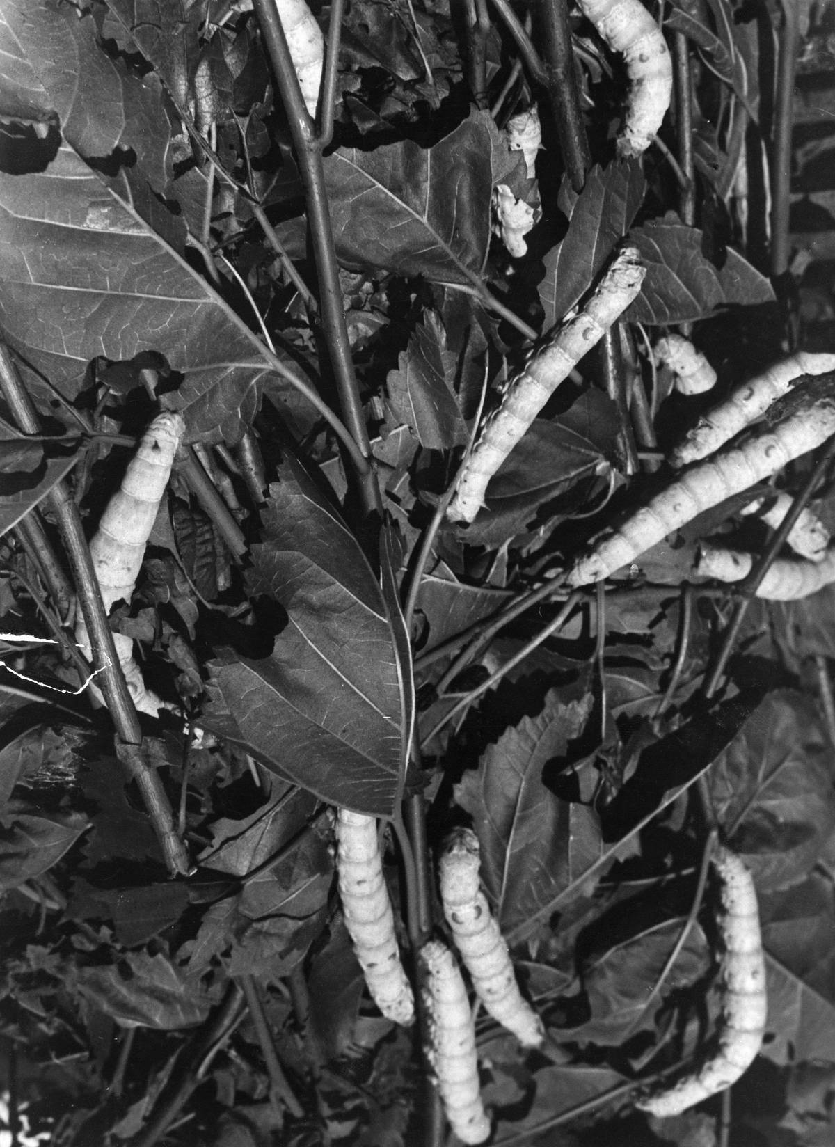 silkworms, 1937