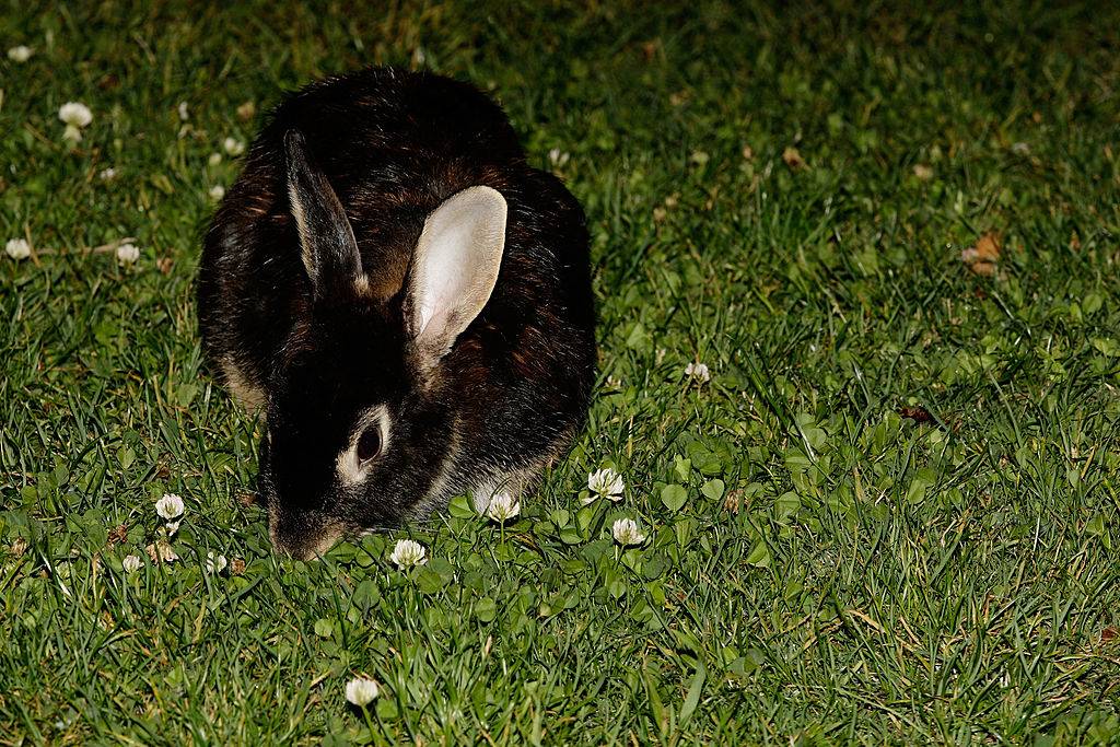 Picture of rabbit 