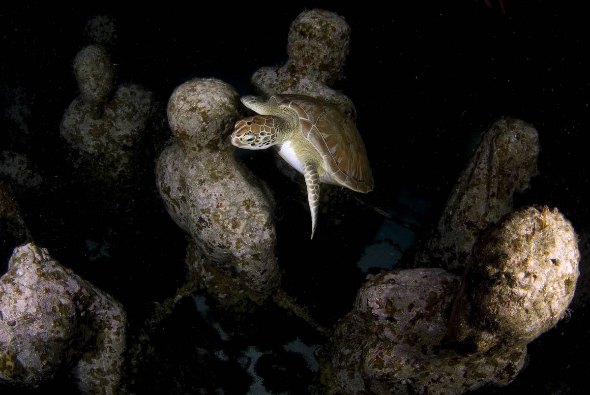 A turtle swims by the sculptures of the Molinere Underwater Sculpture Park.