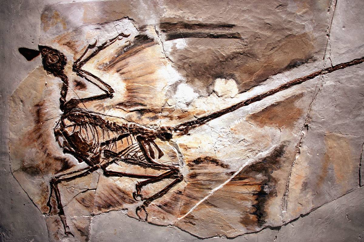 dinosaur-fossil
