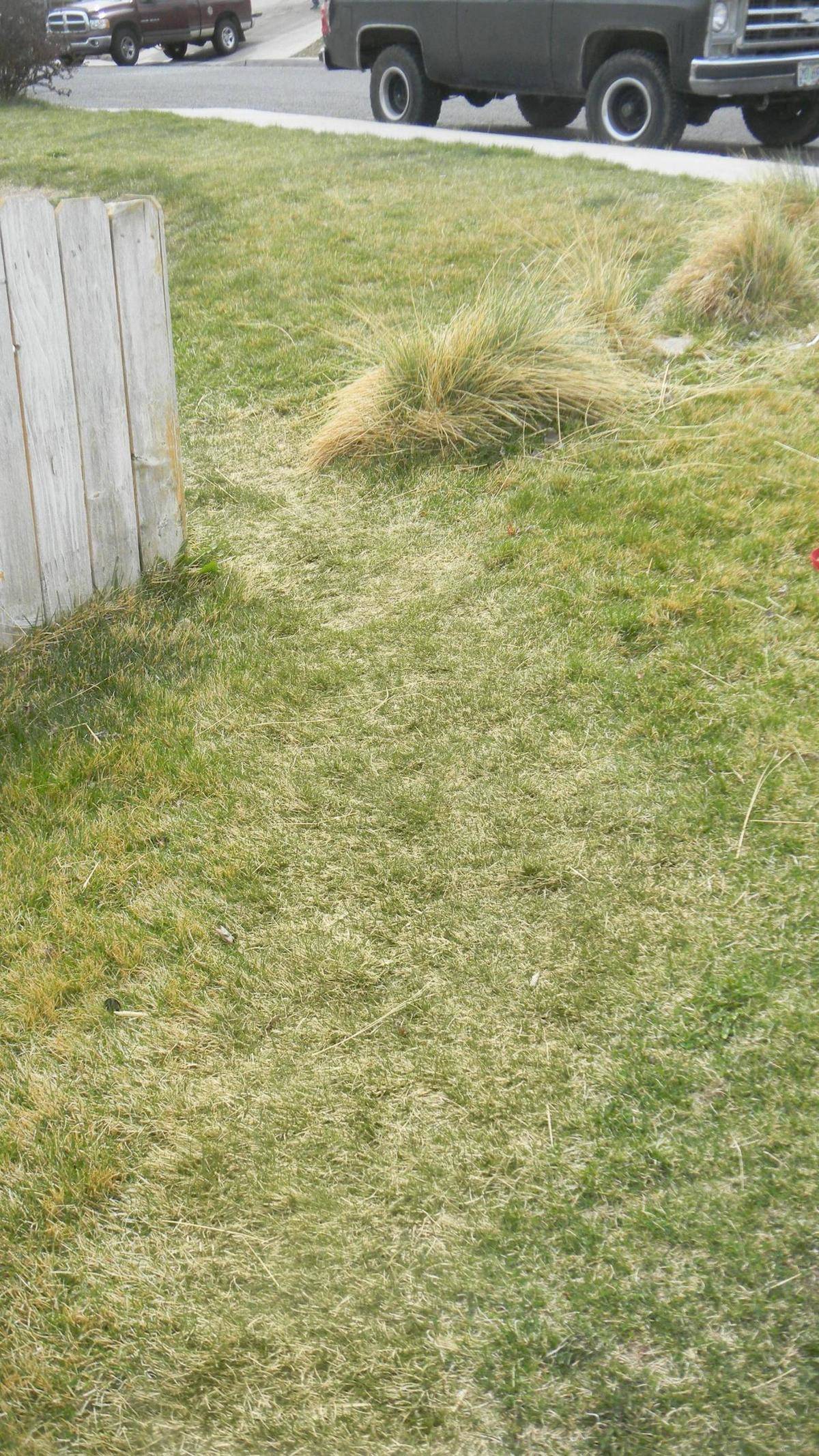 grass path worn down after some time