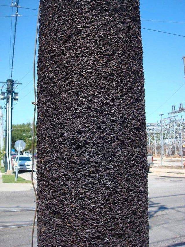 staples on pole