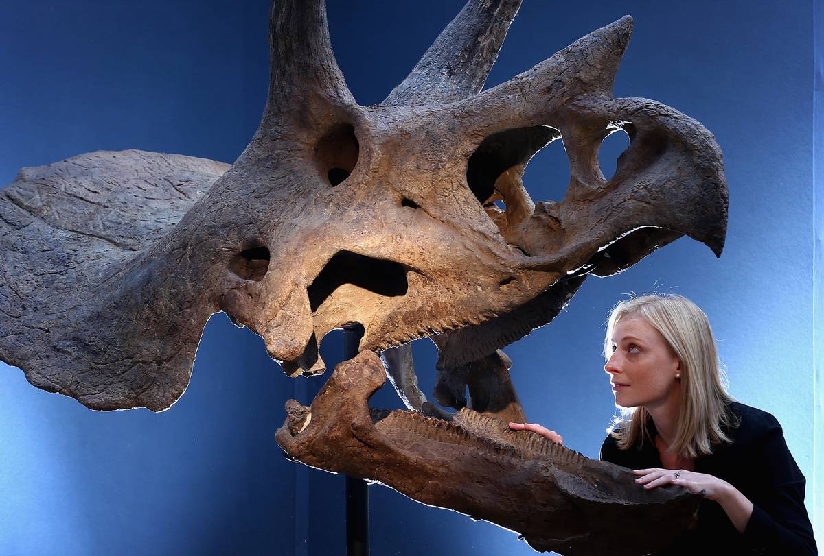 triceratops-skull
