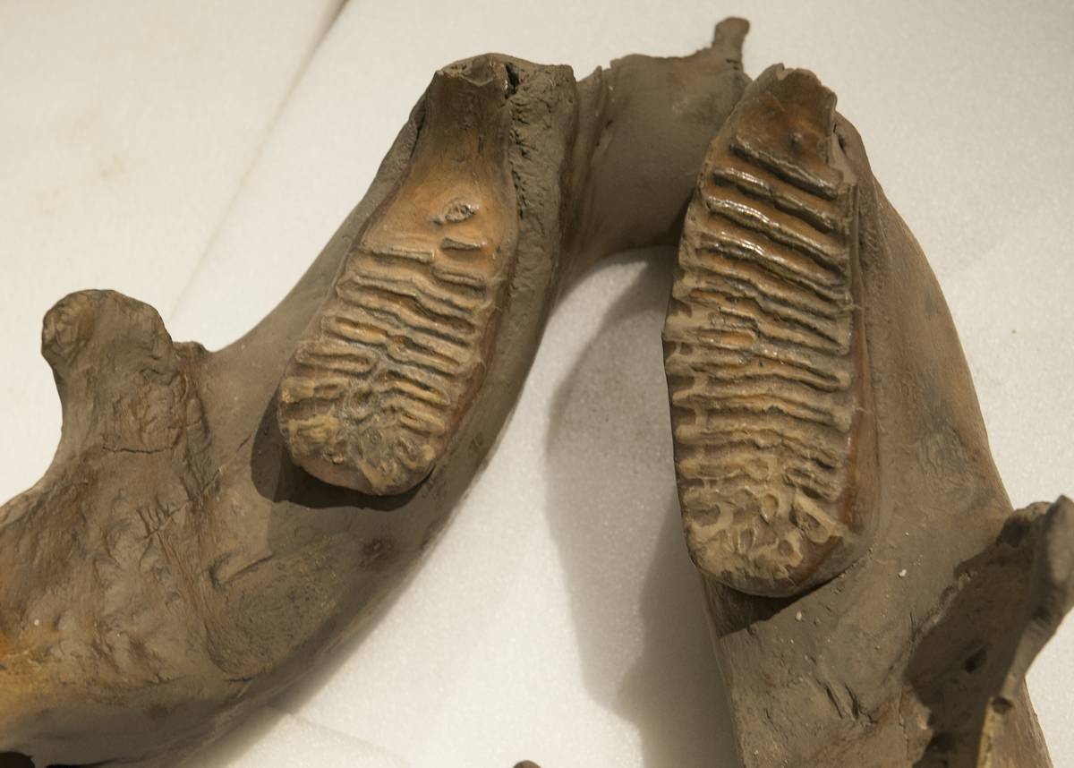 woolly-mammoth-jaw-and-molars