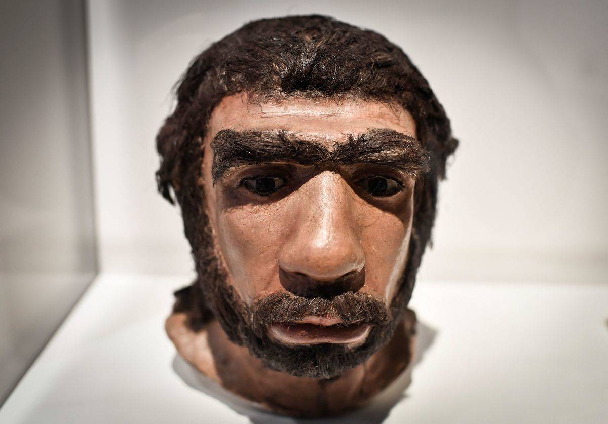 A moulding displays what a Neanderthal might have looked like.