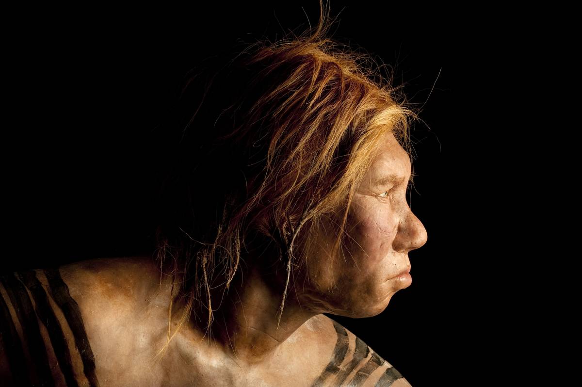 An ancient Neanderthal woman model was created by Dutch artists.