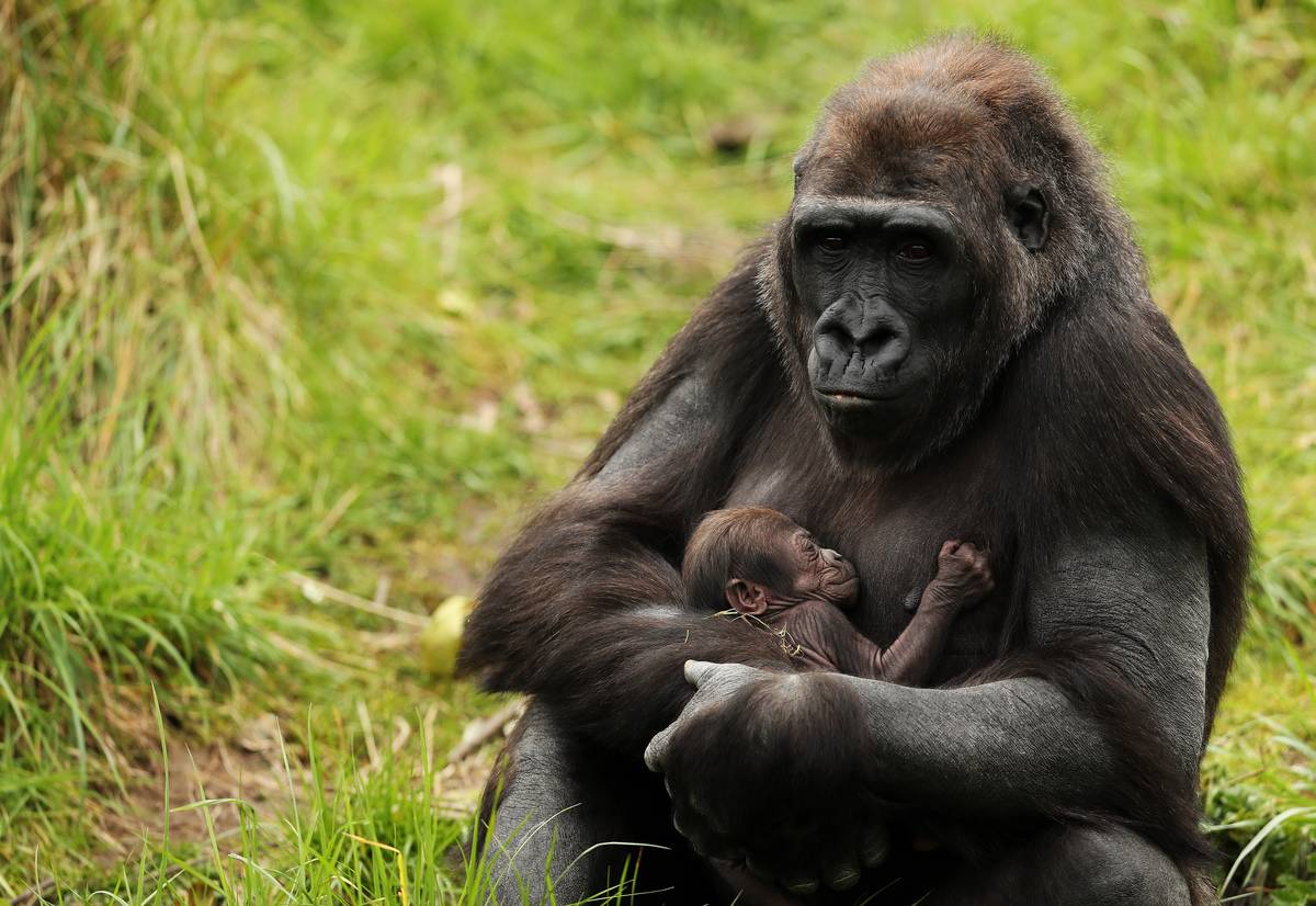 gorilla-mother