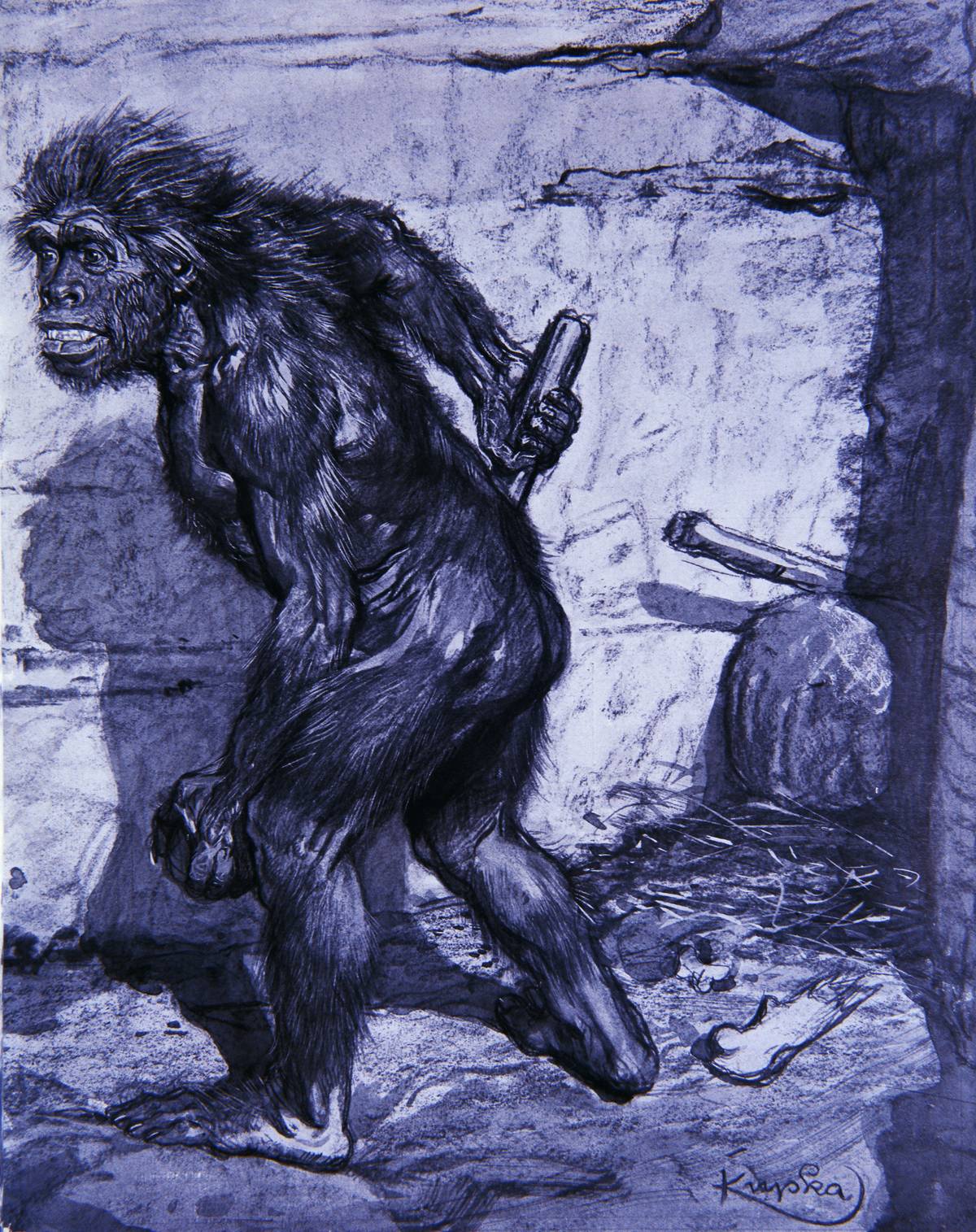 A drawing of a Neanderthal shows a very hairy and ape-like ancient human.