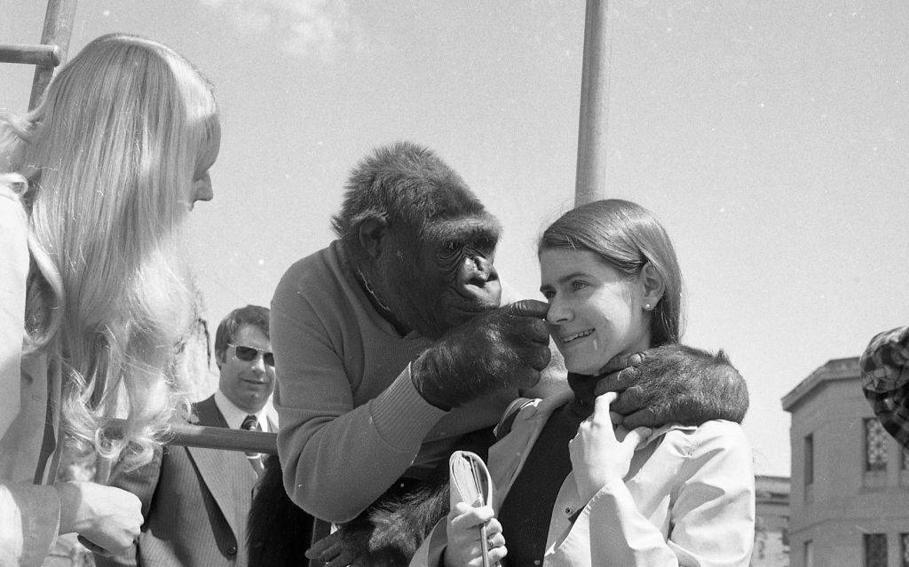 koko-1
