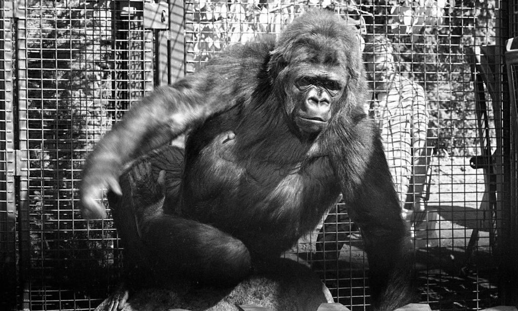 koko-14