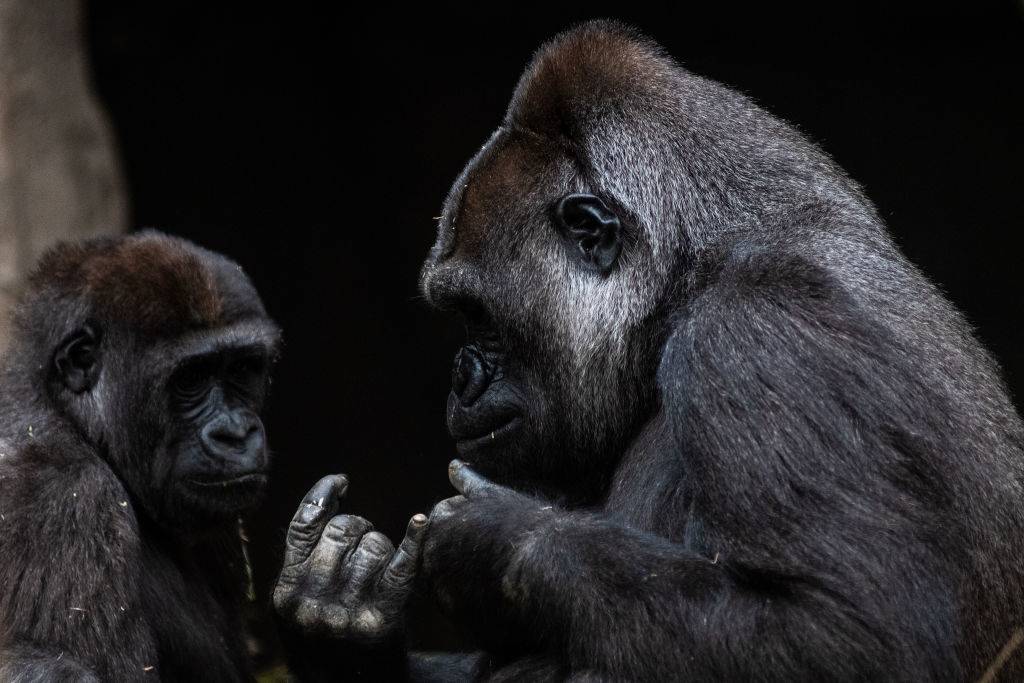 koko-20