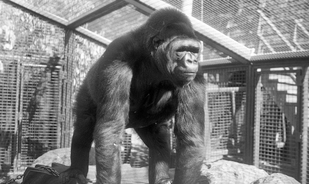 koko-4