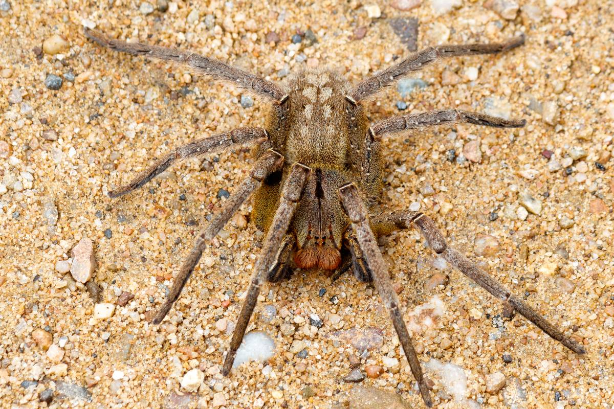 Aranha_armadeira(Phoneutria_nigriventer)_por_Rodrigo_Tetsuo_Argenton_(4)