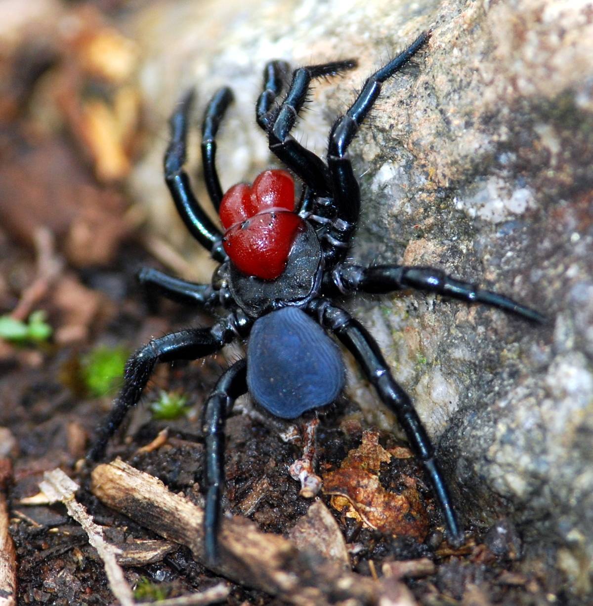 Male_Missulena_occatoria_spider_ cropped