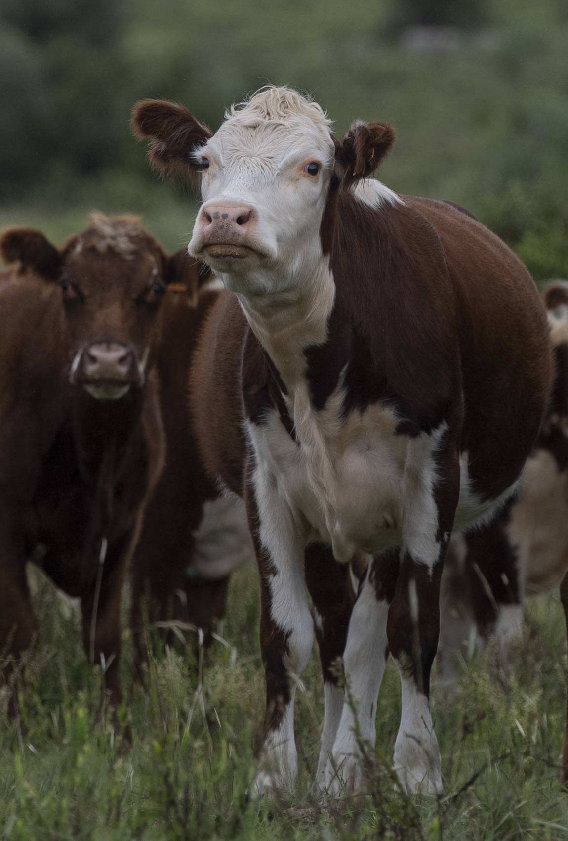 Mist The Cow