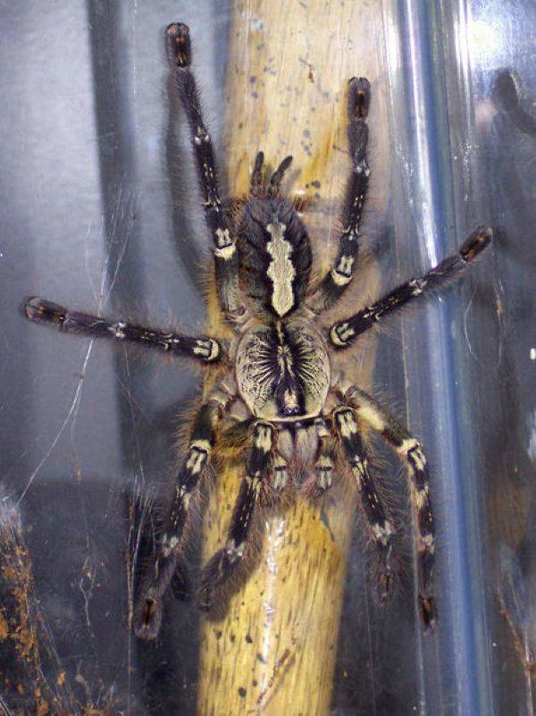 Poecilotheria_ornata_ female_-_top_view