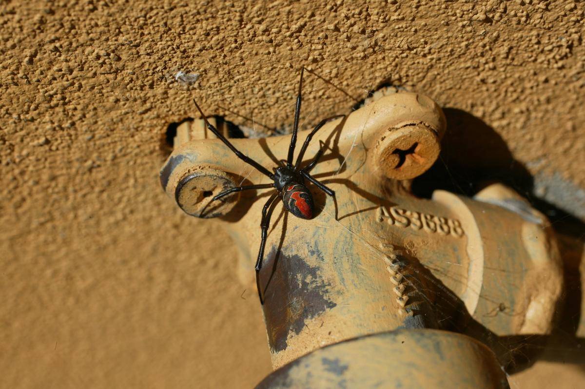 A red back spider lurking under a backyard tap, 10 March 2005. SMH Picture by