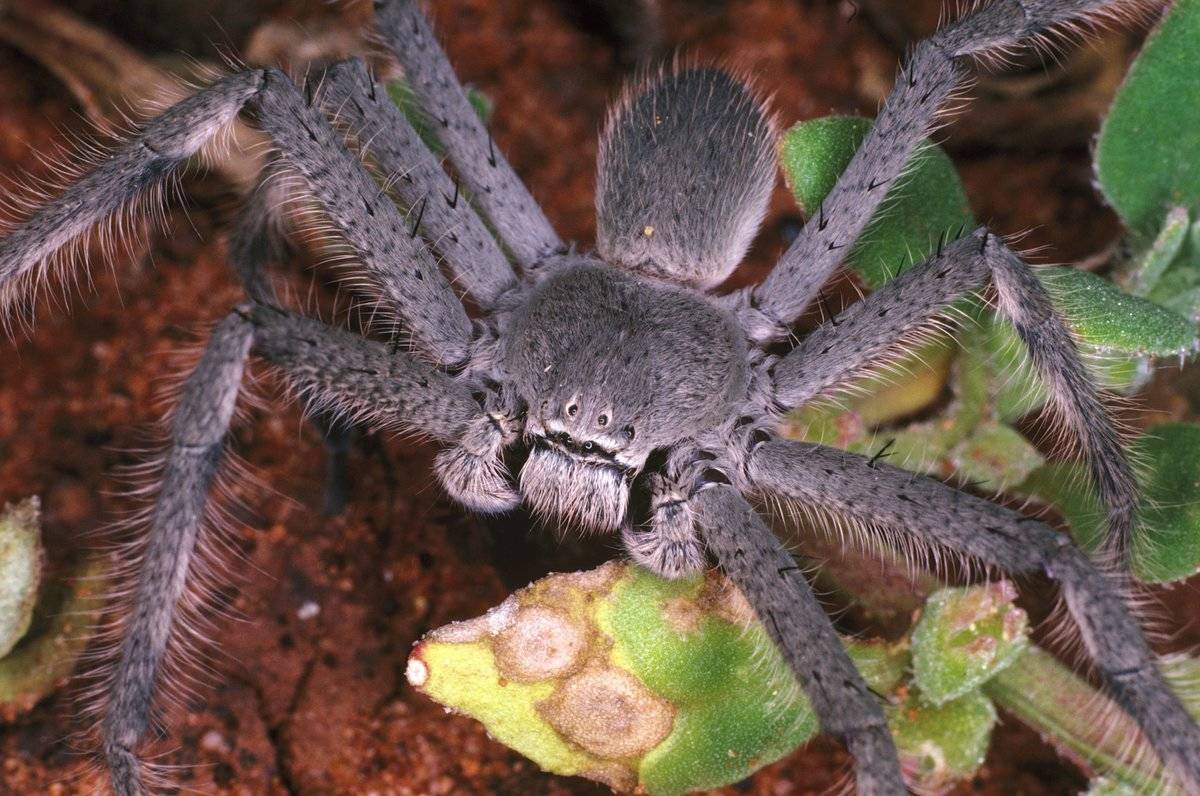 Huntsman spider, family Heteropodidae, Kalgoorlie, Western Australia