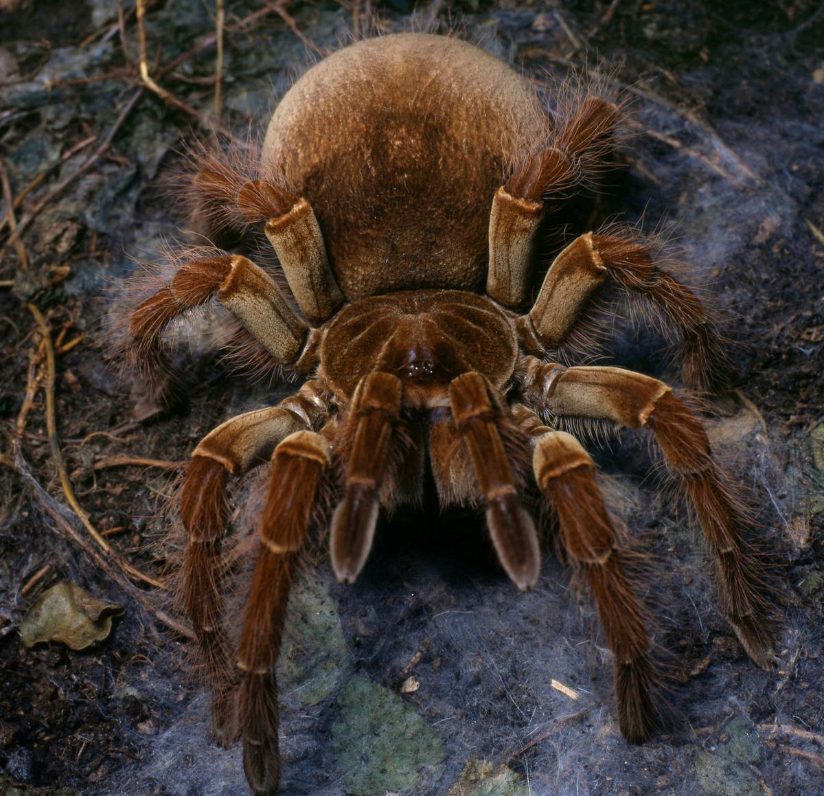 MYGALE, Theraphosa leblondi