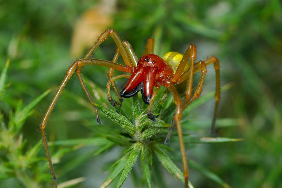 Spider, Yellow sac spider