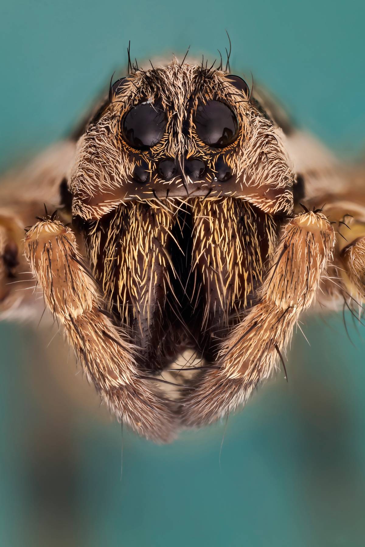 Wolf spider 5X