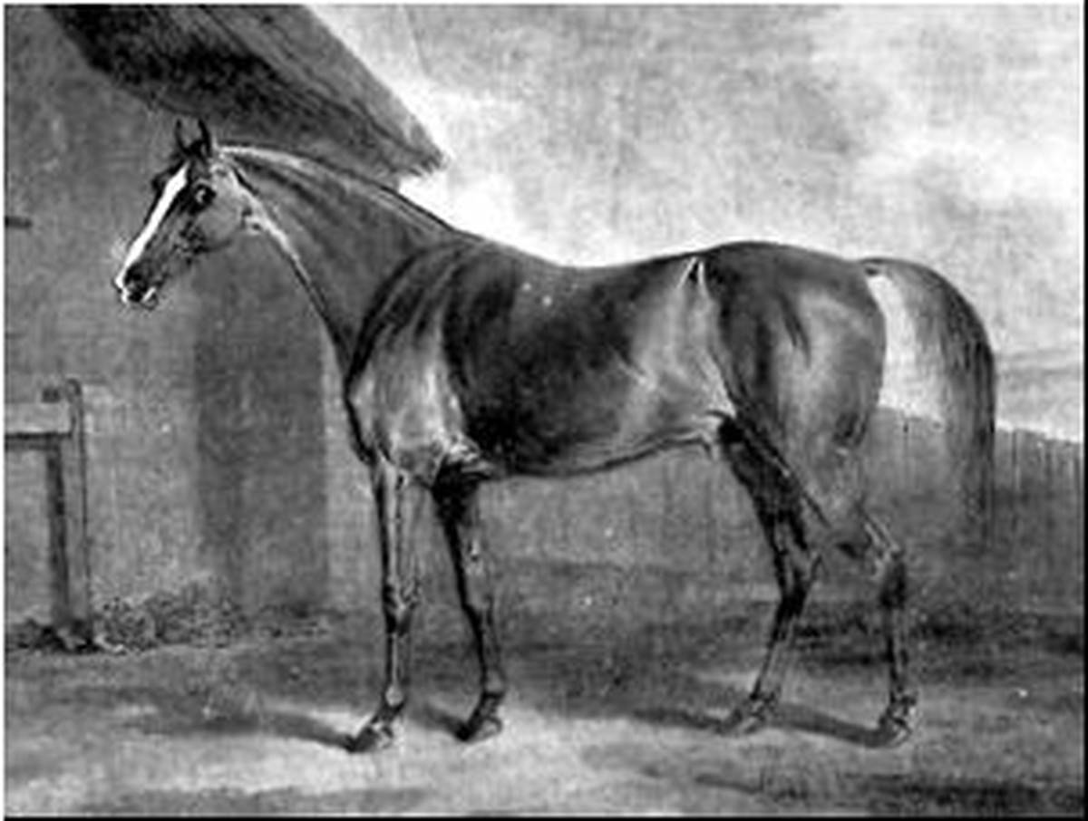 Potoooooooo, the 18th century racehorse, is depicted in this drawing.