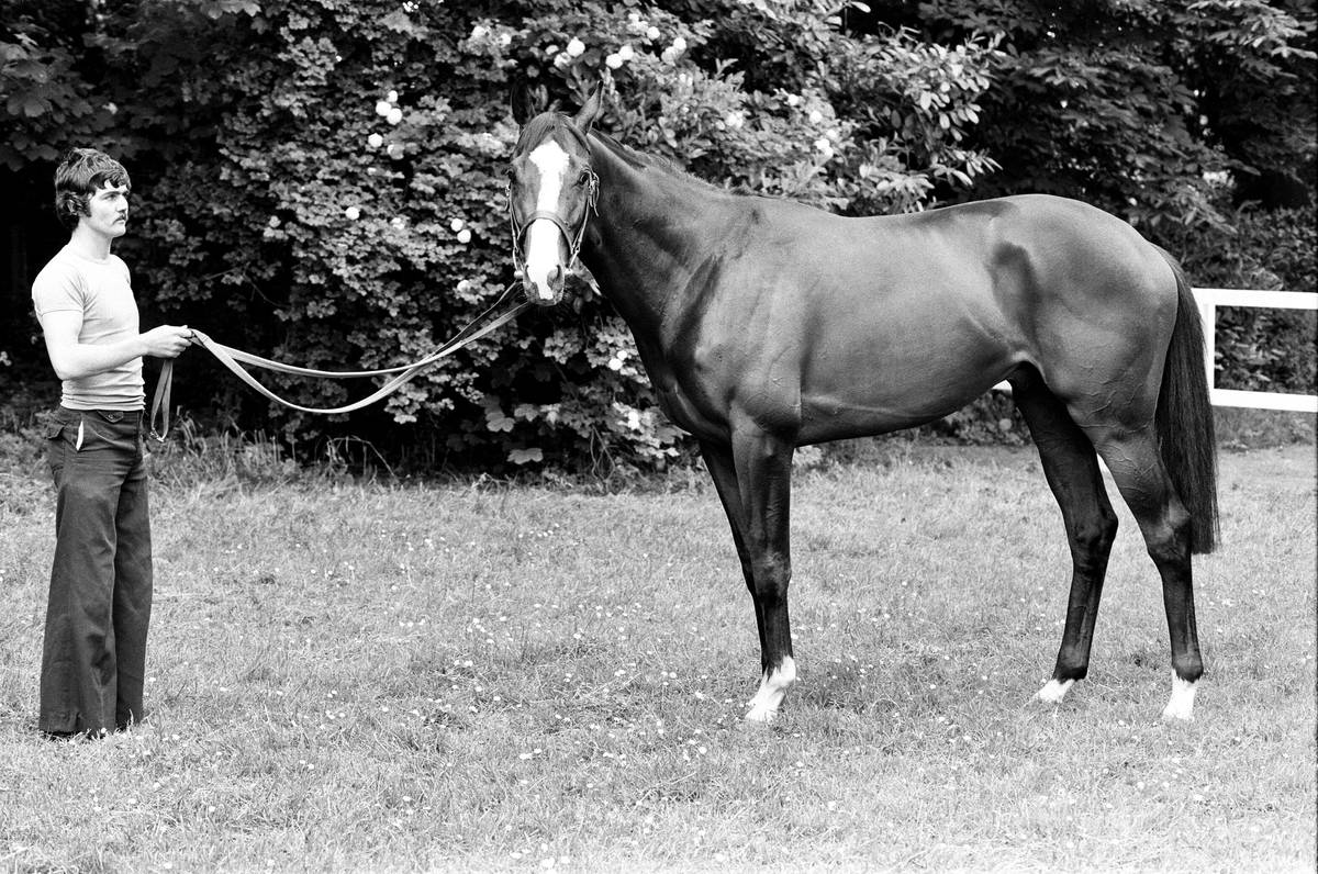Derby winning racehorse Shergar is guided to the stables, 1981.