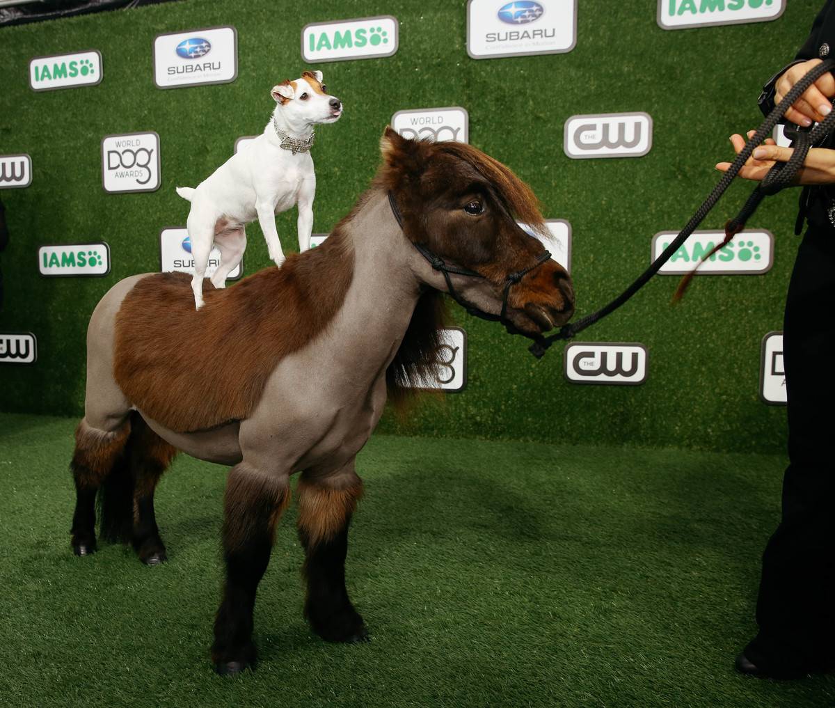 Dally and Spanky attend the 2016 World Dog Awards.