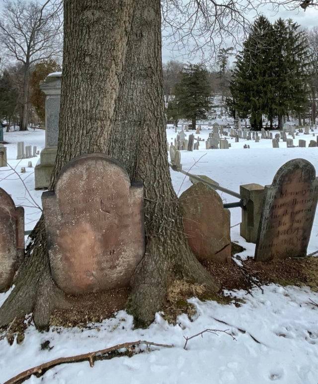 Tree growing around gravestone from 1700s