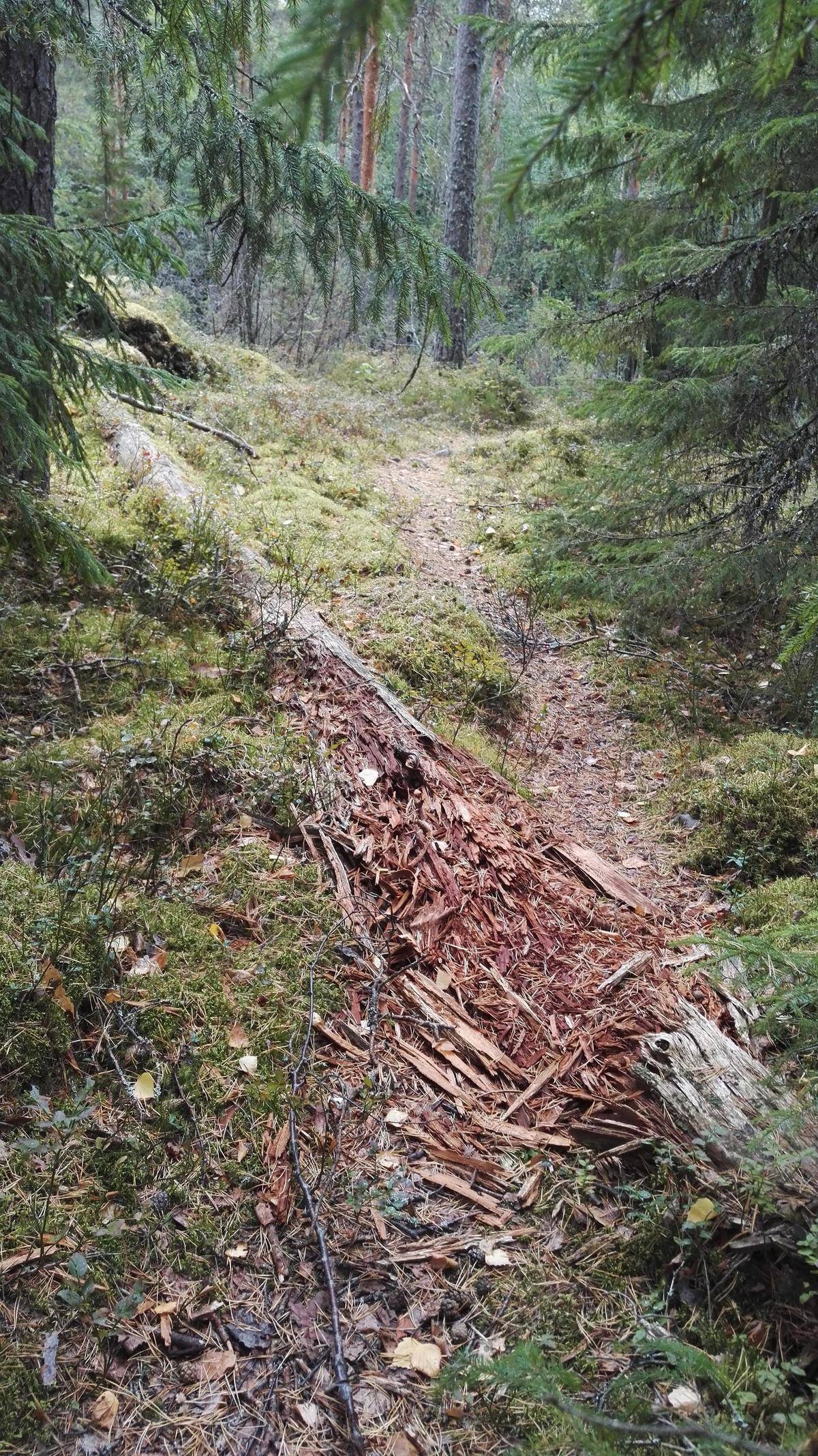 Fallen tree trunk trampled by years of hikers walking over the rotting wood
