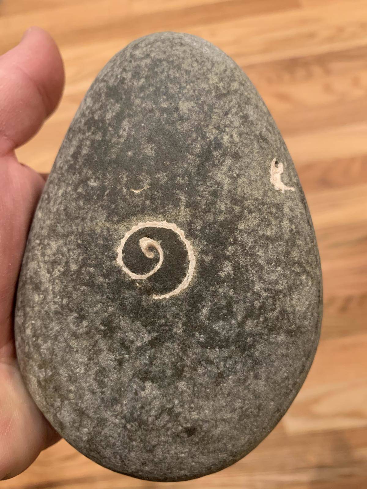 Shell fossilized in stone is worn down by ocean to a flat spiral