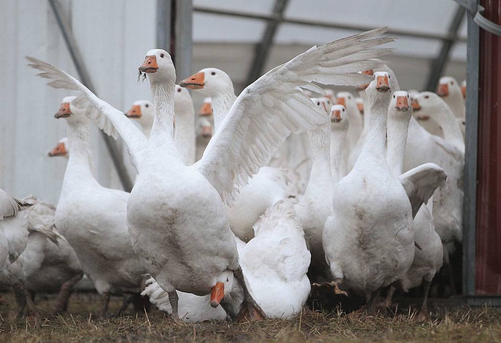 Domestic geese emerge from their enclosure