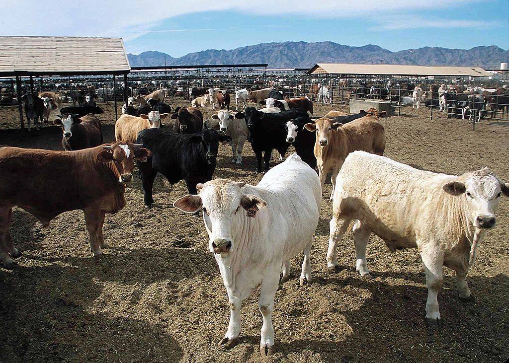 livestock of cows out on a ranch