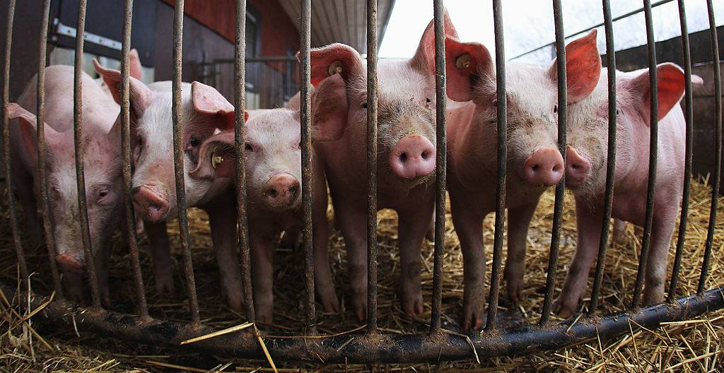 pigs behind a fence