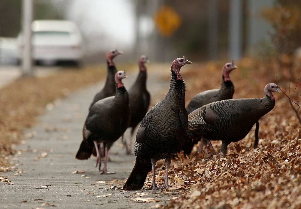 turkeys in westwood, massachusetts