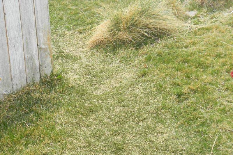 grass-path-45313