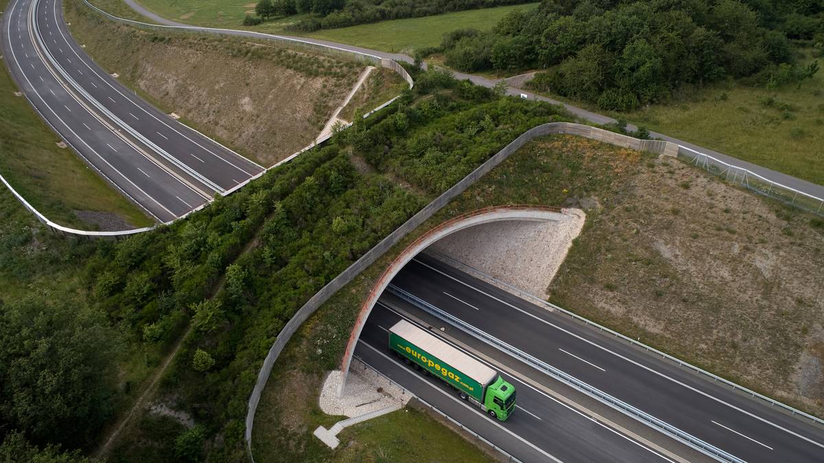 Green bridge for wild animals