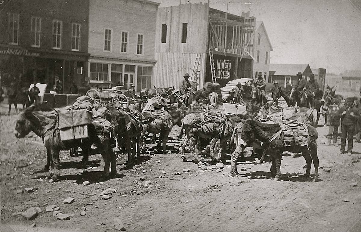 Loaded Mining Pack Mules Ca 1880S