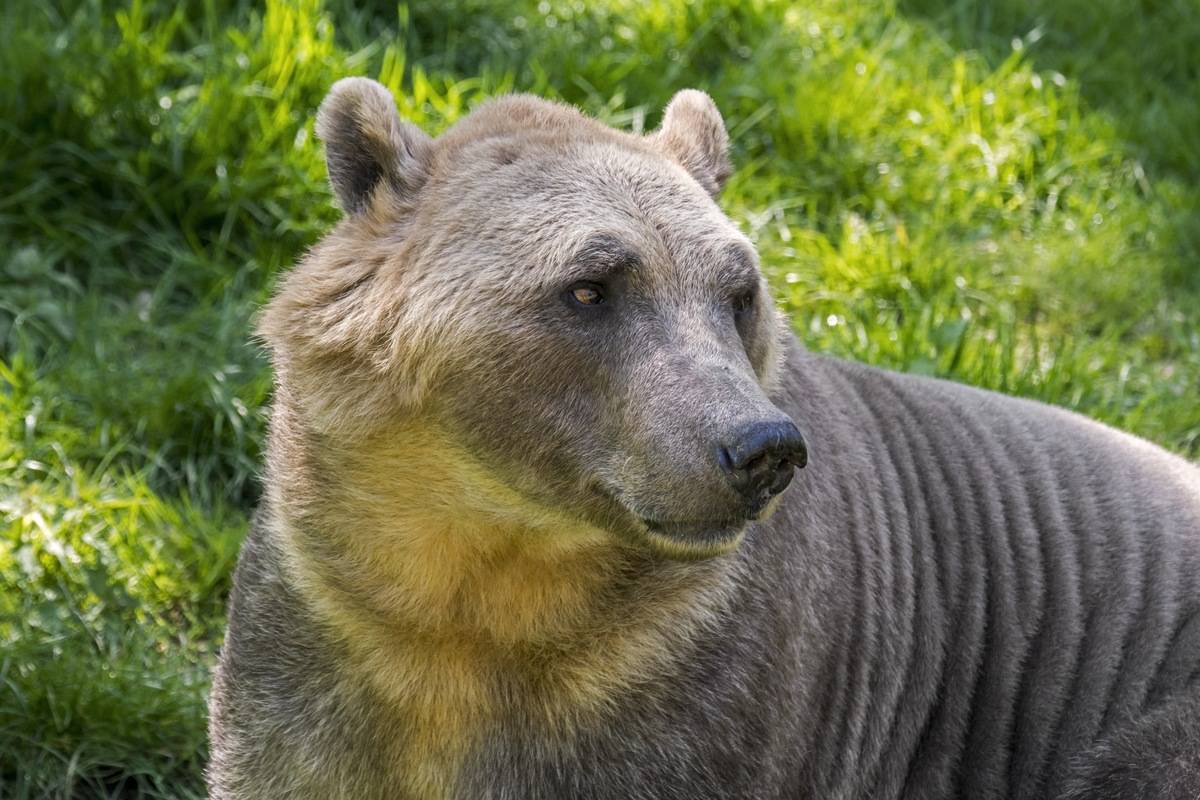 Polar bear - brown bear hybrid / polar bear-grizzly bear hybrid also called grolar bear / pizzly bear / nanulak, rare ursid hybrid.