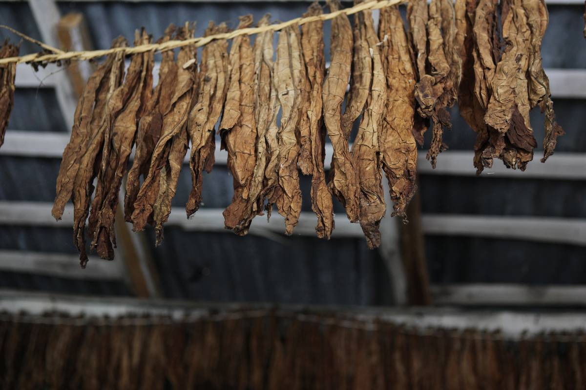 Cigar Factory In The Dominican Republic