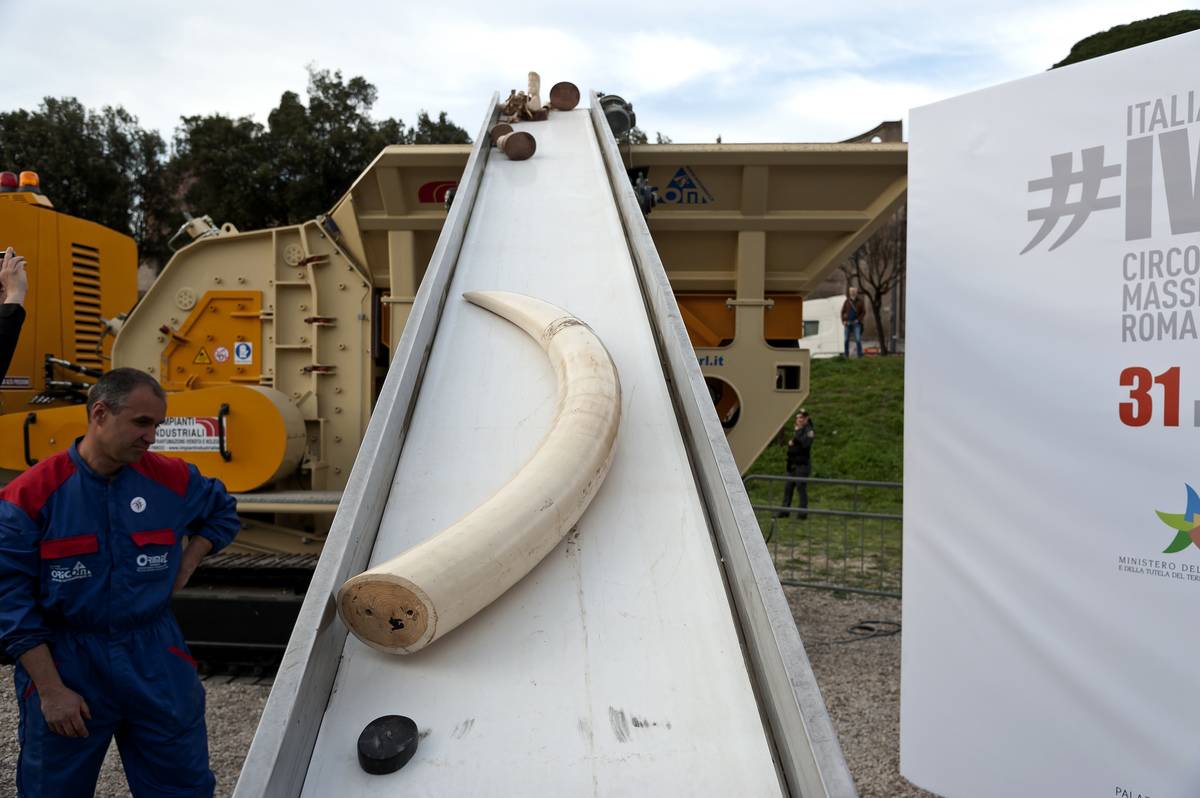Ivory Crush Is Held In Circus Maximus